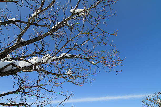 Snowing Tree stock photo