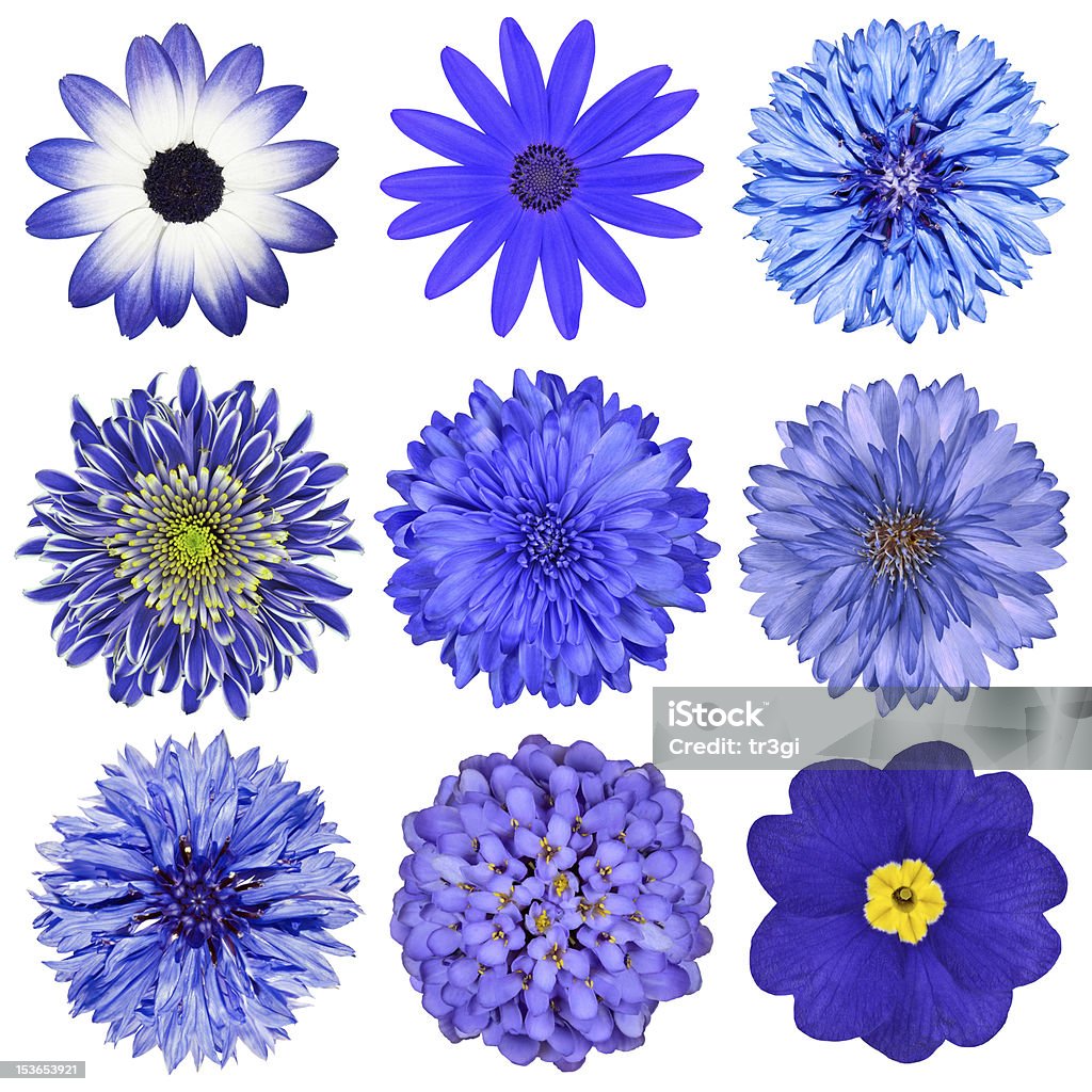 Azul Selección De Varias Flores Aisladas En Blanco Foto de stock y más banco de imágenes de Flor - Flor, Fondo blanco, Azul - iStock Azul Selección De Varias Flores Aisladas En Blanco Foto de stock y más banco de imágenes de Flor - Flor, Fondo blanco, Azul - iStock