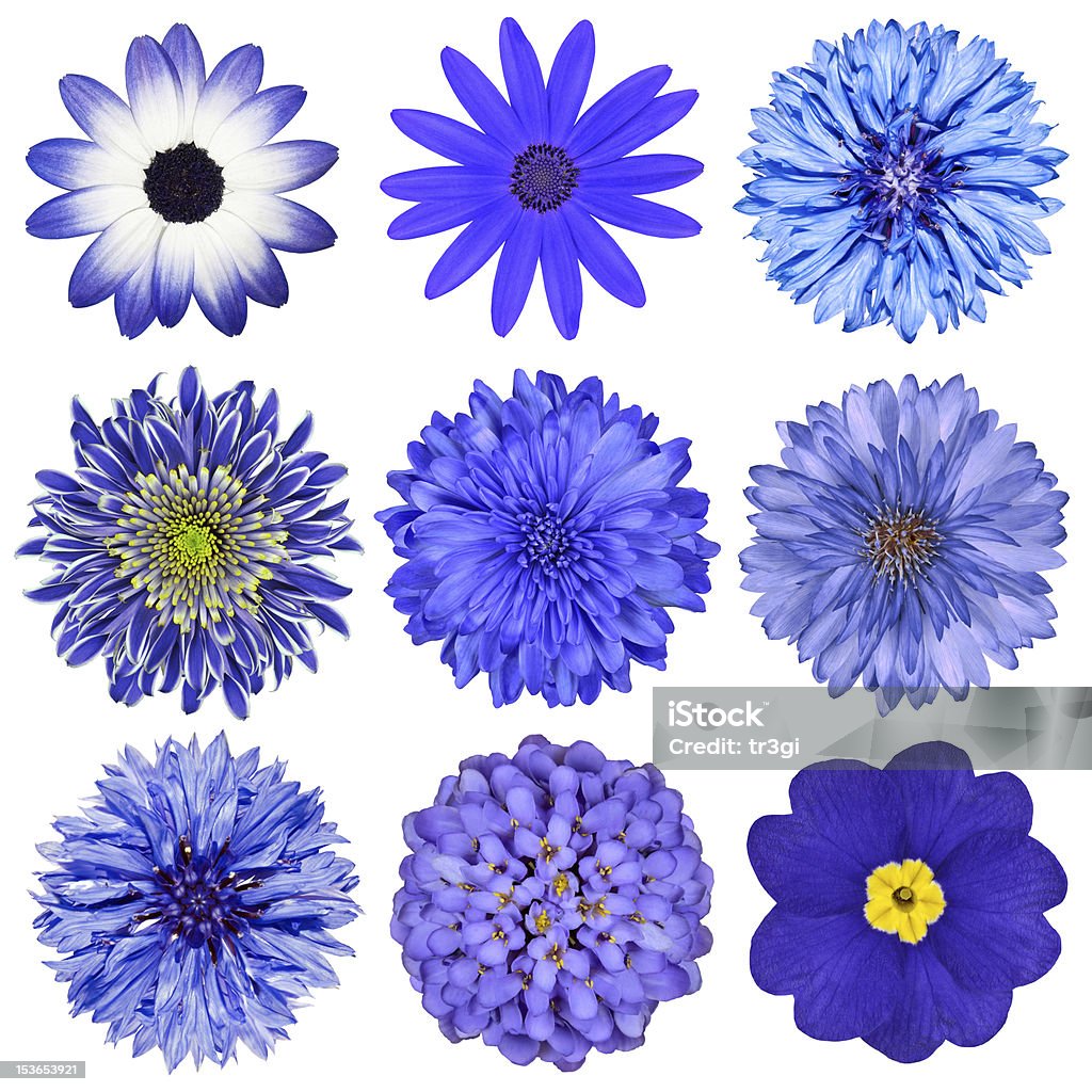 Various Blue Flowers Selection Isolated on White Various Blue Flowers Selection Isolated on White Background. Daisy, Chrystanthemum, Cornflower, Dahlia, Iberis, Primrose Flower Stock Photo