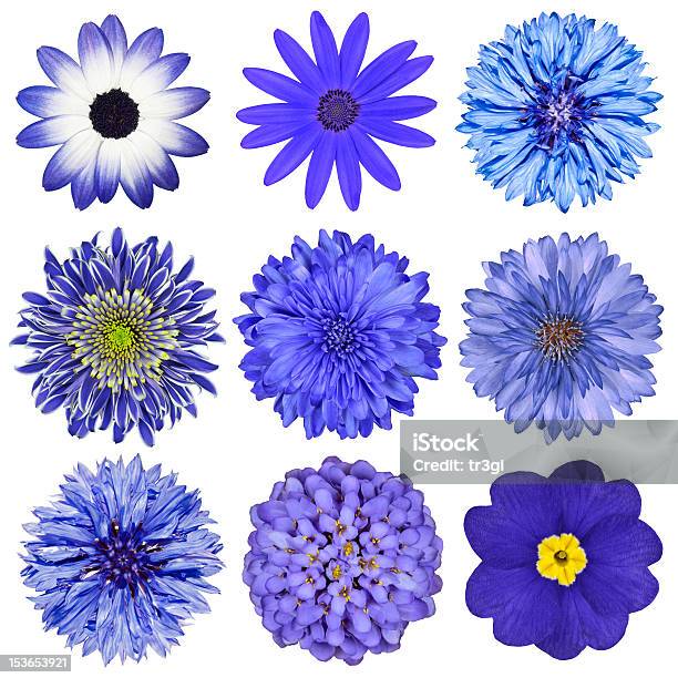 Various Blue Flowers Selection Isolated On White Stock Photo - Download Image Now - Flower, White Background, Blue
