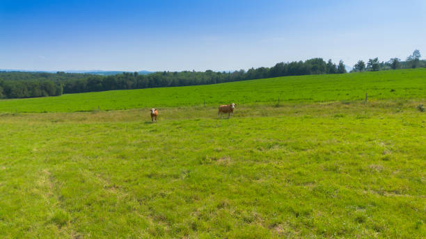 paisaje campesivo con granja y vacas - cattle cow hill quebec fotografías e imágenes de stock