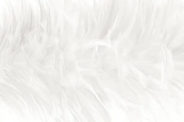 Photo of white feather wooly pattern texture background