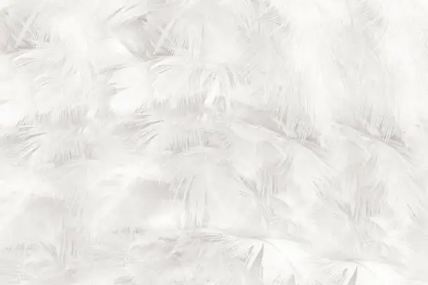 Photo of white feather wooly pattern texture background