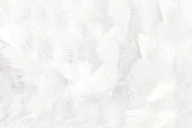 Photo of white feather wooly pattern texture background