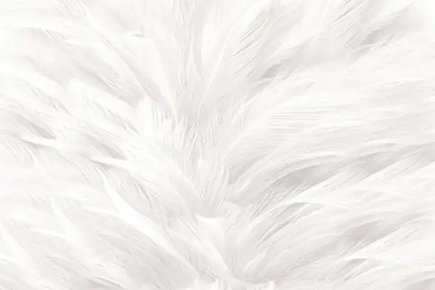 Photo of white feather wooly pattern texture background