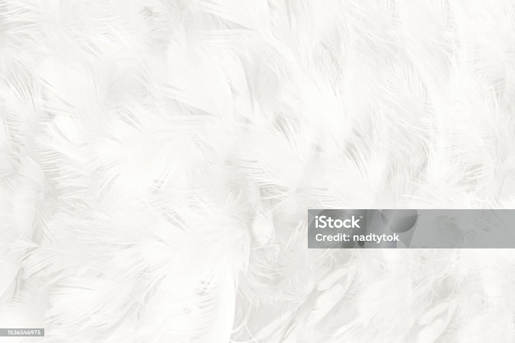 White Feature Texture White Feather Wooly Pattern Texture Background Stock Photo - Download ...