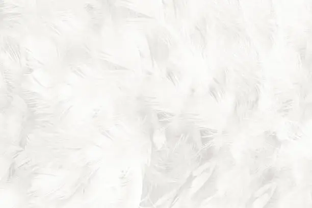 Photo of white feather wooly pattern texture background