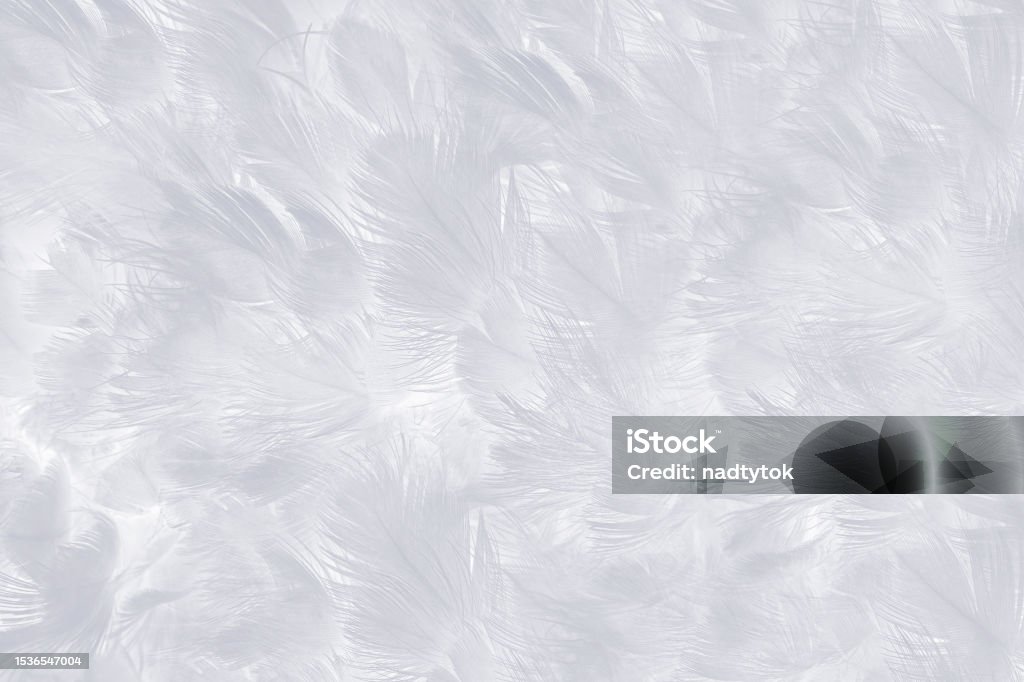 White Feature Texture White Feather Wooly Pattern Texture Background Stock Photo - Download ...