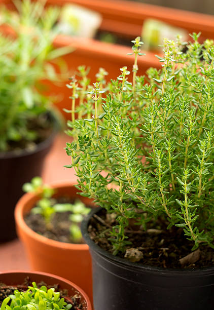 istock Fresh herbs in pots resting on a balcony 153655537