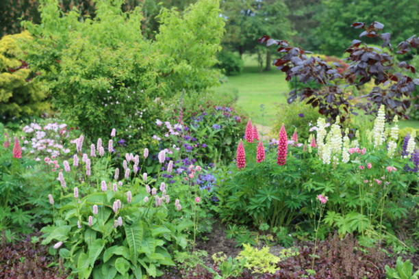 형형색색의 꽃이 만발한 시골 전원주택 정원 - perennial plant 뉴스 사진 이미지