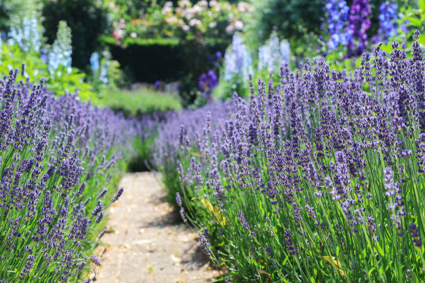 istock Path lined with lavender and blue larkspur 1536557592