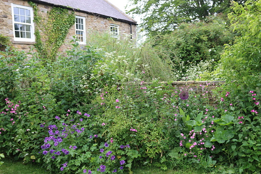 Countryside cottage garden with a bed of colourful flowers
