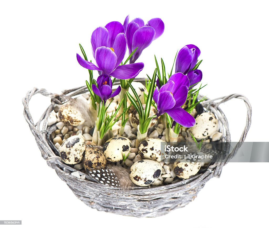 Linda primavera crocus flores com ovos de Páscoa decoração - Foto de stock de Arranjo royalty-free