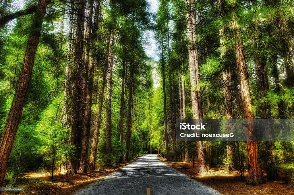 Straße durch den Wald - Lizenzfrei Fotografie Stock-Foto