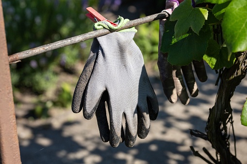 A pair of gardening gloves hanging in the sunlight.