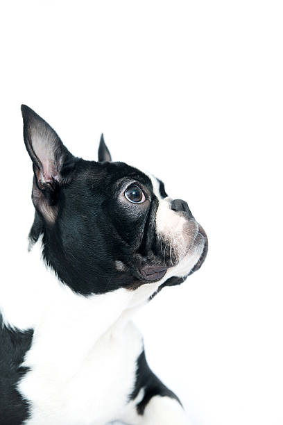 istock Close Up Image of Boston Terrier 153658592