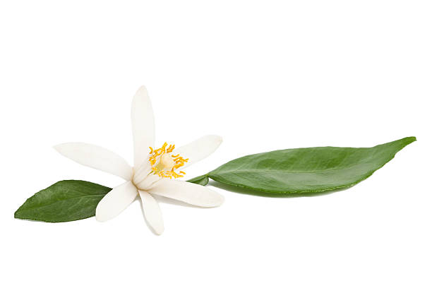 istock Lemon flower with leaves on white 153658786