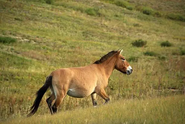 Przewalski wild horse in the steppes of Mongolia, in Asia