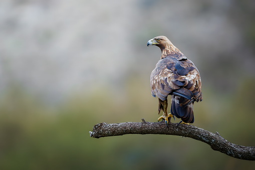 A portrait of a red tailed hawk (Buteo jamaicensis).