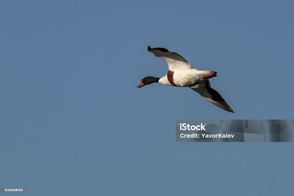 Shell Duck Flying Flying Common Shelduck Stock Photo - Download Image Now - Anatidae ...