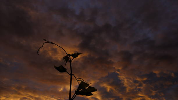 Dramatic orange clouds in the sky during sunset - Clouds in the sky background