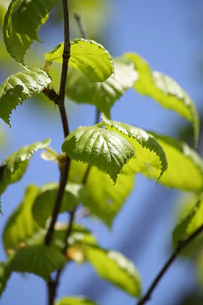 Birch tree with closeup of leaves.