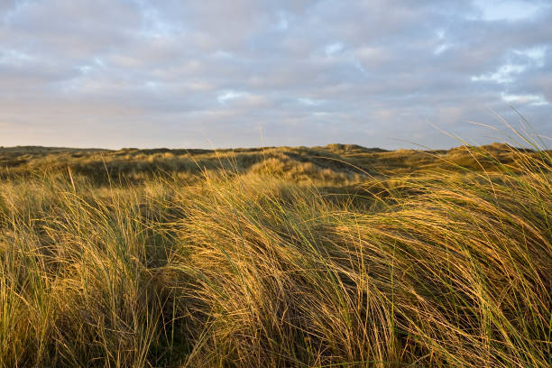 istock Duinen op Vlieland, Dunes at Vlieland 1536652859
