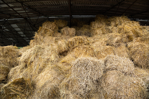 Storage of hay and straw in bales on the farm. Concept theme: Stock raising. Food security. Agricultural. Farming. Food production.