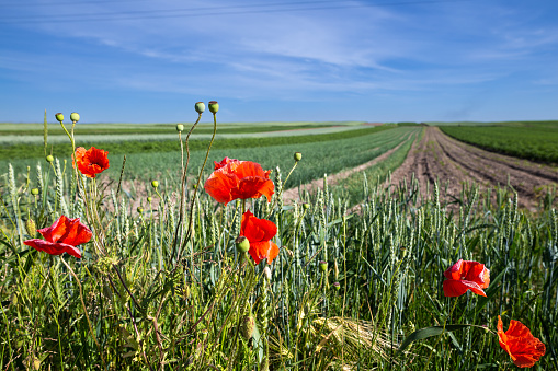 A fields of green wheat. Typical summertime landscape in Ukraine. Theme: Food security. Agricultural. Farming. Food production. Flowers of red poppies on foreground. Somewhere in west of Ukraine