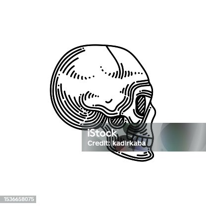 istock Skull Line icon, Sketch Design, Pixel perfect, Editable stroke. Logo, Sign, Symbol. 1536658075