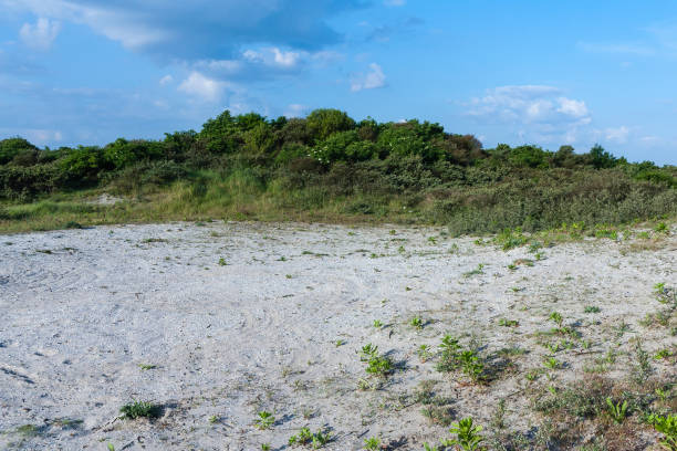Dunes at Duinen van Oostvoorne in spring