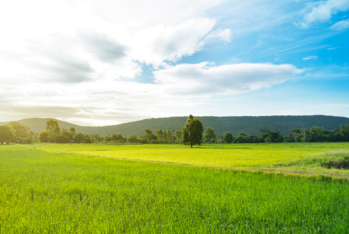 green field of fresh grass.