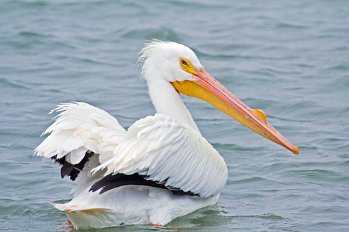 A beautiful American White Pelican about to lift off from the water.