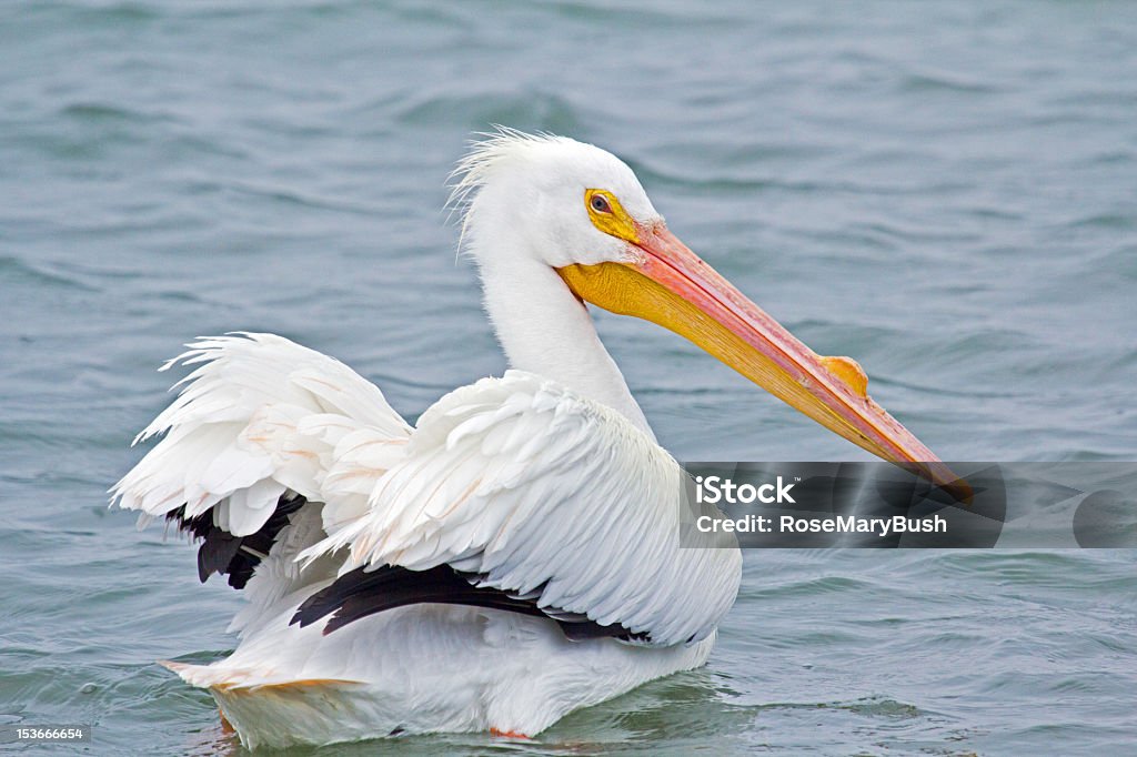 American White Pelican swimming A beautiful American White Pelican about to lift off from the water. American White Pelican Stock Photo