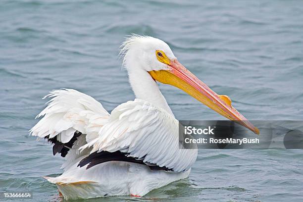 American White Pelican Swimming Stock Photo - Download Image Now - American White Pelican, Animal, Bird