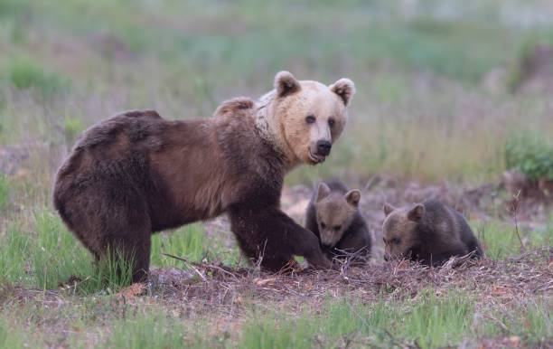 istock Mother bear standing in a grassland with her two cubs while looking into the camera 1536667046