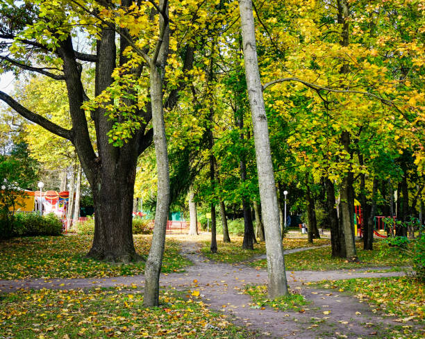 istock Autumn park in Vyborg, Russia 1536669713