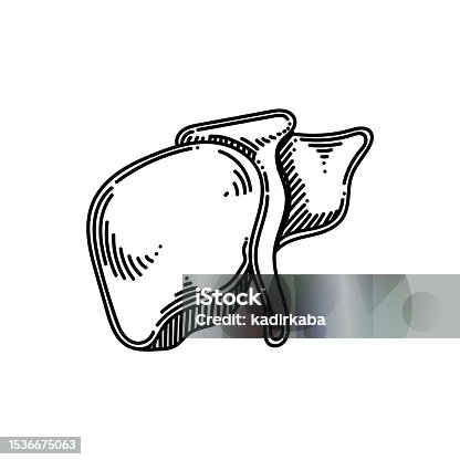 istock Liver Line icon, Sketch Design, Pixel perfect, Editable stroke. Logo, Sign, Symbol. Human organs 1536675063