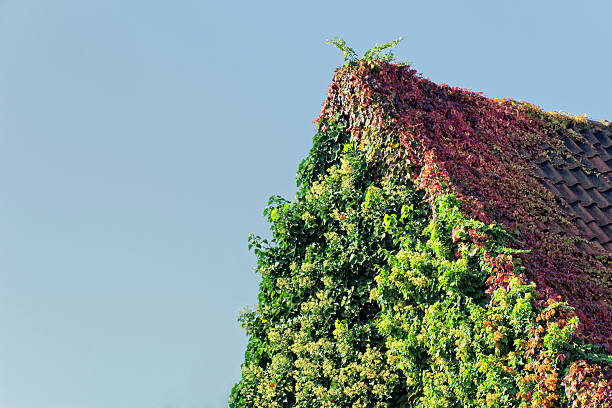 Roof overgrown with climbing hydrangea und Virginia creeper - Hydrangea petiolaris and Parthenocissus quinquefolia