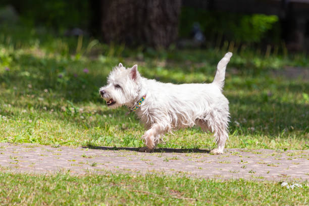 istock West Highland White Terrier walking in a summer city park 1536678667