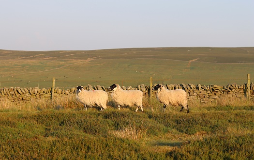 Sheep on an upland moor in evening sun