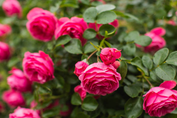 istock Red roses background. Summer garden. Gardening 1536686587