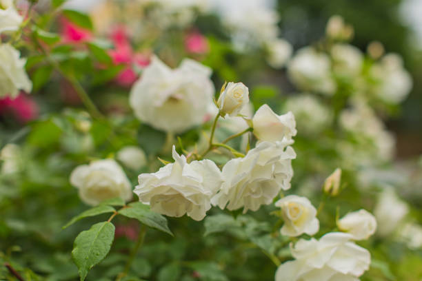 하얀 장미 배경입니다. 여름 정원. 원예 - bed of roses rose bush variation 뉴스 사진 이미지