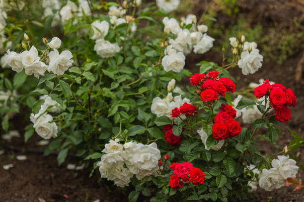 하얀 장미 배경입니다. 여름 정원. 원예 - bed of roses rose bush variation 뉴스 사진 이미지