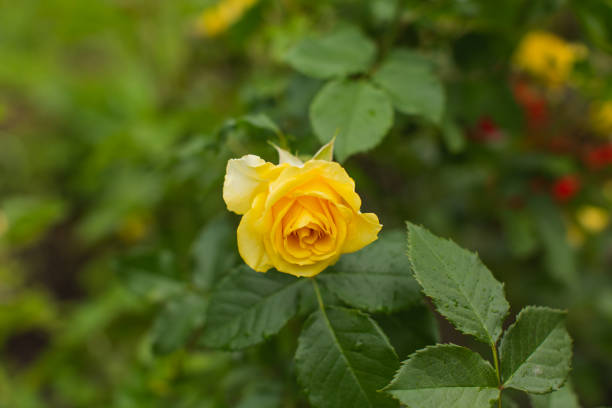 노란 장미 배경. 여름 정원. 원예 - bed of roses rose bush variation 뉴스 사진 이미지