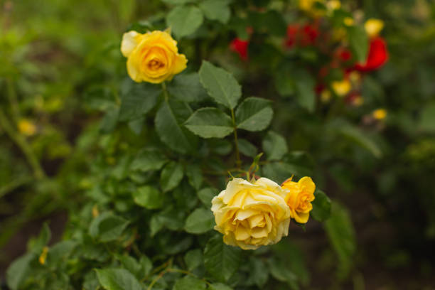 노란 장미 배경. 여름 정원. 원예 - bed of roses rose bush variation 뉴스 사진 이미지