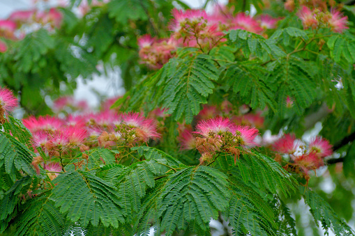 Albizia julibrissin, commonly called mimosa or silk tree, is a fast-growing, small to medium sized (5-15 meters high), deciduous tree, native to Asia (Iran to Japan). Fluffy, pink, powder puff flower heads cover the tree with a long summer bloom.\nthat typically grows in a vase shape to 20-40’ tall with a spreading, often umbrella-like crown.