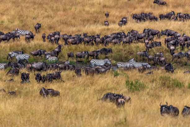 Thirsty Plains zebras and Thirsty Wildebeest antelopes at waterhole