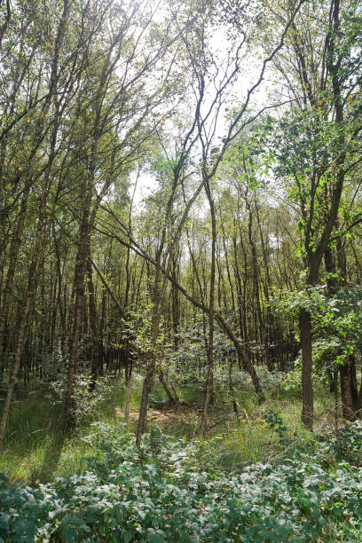 istock Landscape at Engbertsdijksvenen 1536697089