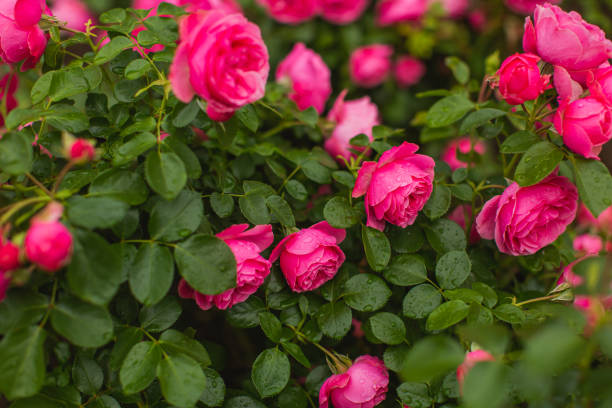 빨간 장미 배경입니다. 여름 정원. 원예 - bed of roses rose bush variation 뉴스 사진 이미지